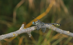 Gomphus schneiderii