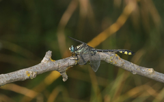 Gomphus schneiderii