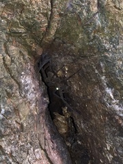 Dolomedes tenebrosus