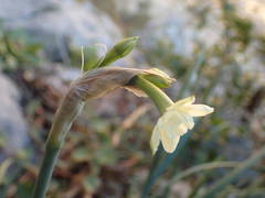 Narcissus dubius