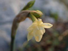 Narcissus dubius