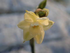 Narcissus dubius