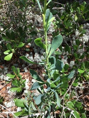 Polygonella macrophylla