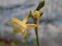 Narcissus dubius