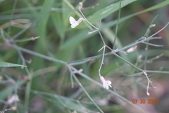 Astragalus convallarius