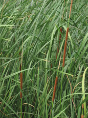 Typha angustifolia