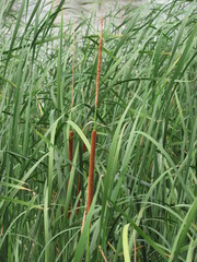 Typha angustifolia