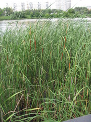Typha angustifolia