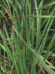 Typha angustifolia