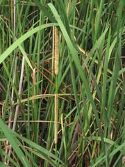 Typha angustifolia