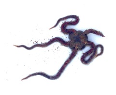 Ophiothrix
