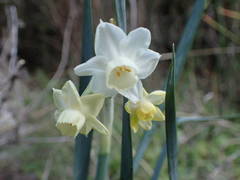 Narcissus dubius