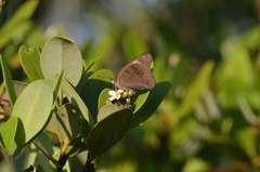 Junonia neildi varia