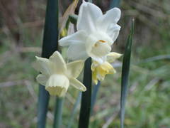Narcissus dubius
