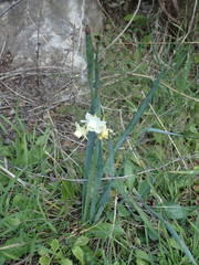 Narcissus dubius