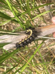 Hemileuca nevadensis