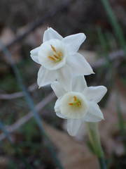 Narcissus dubius
