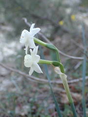 Narcissus dubius