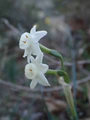 Narcissus dubius