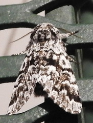 Panthea acronyctoides