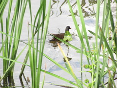 Gallinula chloropus