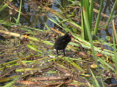 Gallinula chloropus