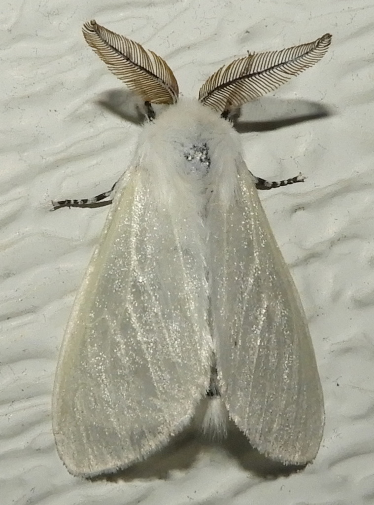 White Satin Moth (Moths of Montana, USA) · iNaturalist