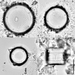 Actinocyclus normanii - Photo (c) Lane Allen, μερικά δικαιώματα διατηρούνται (CC BY-NC), uploaded by Lane Allen