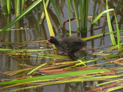 Gallinula chloropus