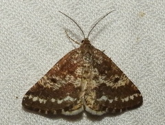 Eufidonia discospilata