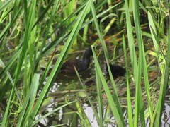Gallinula chloropus