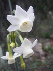 Narcissus dubius