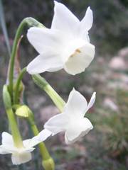 Narcissus dubius