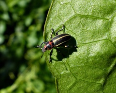 Eudiagogus episcopalis
