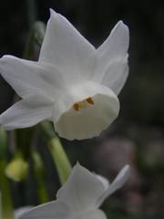 Narcissus dubius