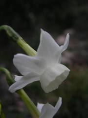 Narcissus dubius