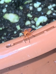 Coccobaphes frontifer