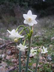 Narcissus dubius