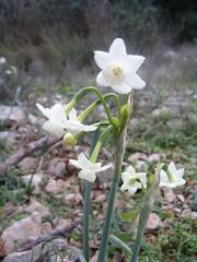 Narcissus dubius