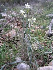 Narcissus dubius