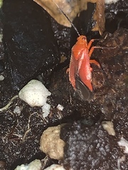 Coccobaphes frontifer