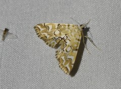 Elophila icciusalis