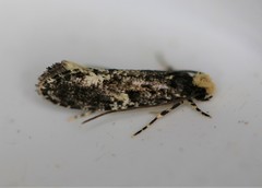 Monopis marginistrigella