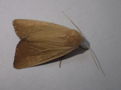 Arenostola phragmitidis