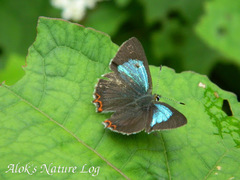 Heliophorus androcles