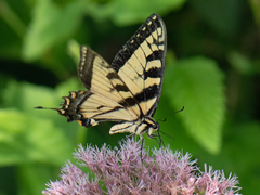 Papilio canadensis × glaucus