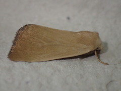 Arenostola phragmitidis