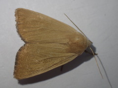 Arenostola phragmitidis