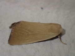 Arenostola phragmitidis