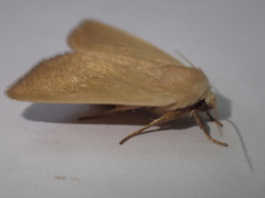 Arenostola phragmitidis